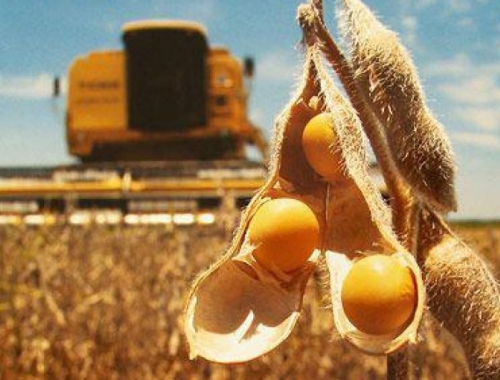 Necesitan mercadería la presión de los exportadores y la suba del tipo de cambio aumentaron el precio de la soja disponible