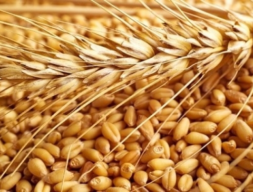 Trigo 2025/26 lluvias clave mejoran el cultivo y los rindes se acercan a niveles históricos
