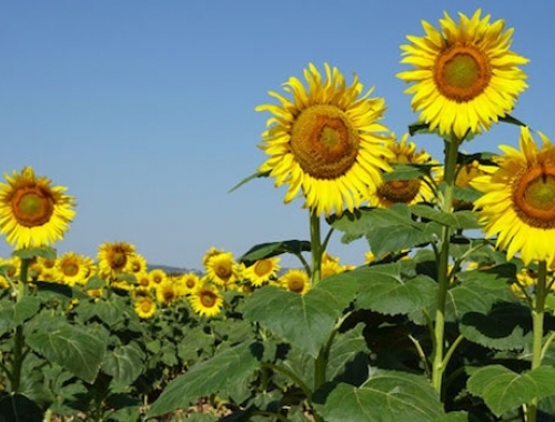 La siembra de girasol cubre un tercio del área proyectada buen estado del cultivo y primeras floraciones en el norte