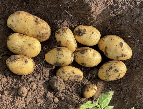 Sabemos cuidar el suelo fuerte rechazo de productores de papa a un anteproyecto de ley de ingenieros agrónomos