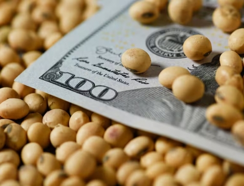 Determinante las categóricas razones detrás de la caída del cultivo estrella del agro argentino