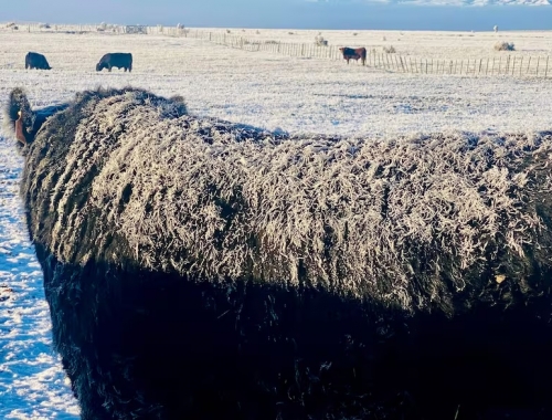 Decisión clave Chile le restituyó un estatus sanitario a la Patagonia y retomará importaciones de productos cárnicos