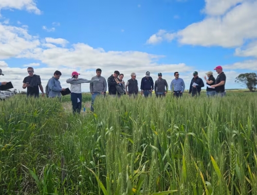 Australia aprendizajes en la tierra del raigrás y los desafíos que vienen para la agricultura argentina