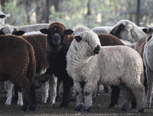 Exportaciones de carne ovina Europa marca récord y Chile reabre su mercado a la Patagonia