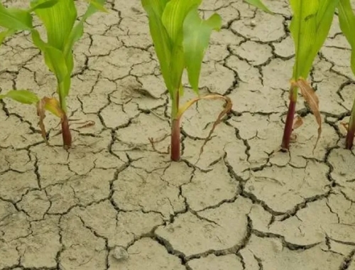 Se incrementa en cinco puntos la probabilidad de una fase “La Niña” para el verano 2025/26