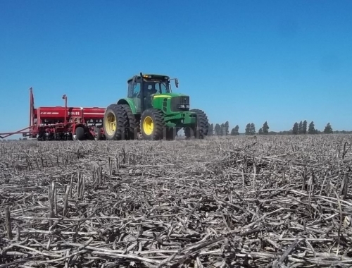 El girasol avanza sobre el sur agrícola ya se sembró más del 50% del área proyectada, pero las lluvias frenan el ritmo