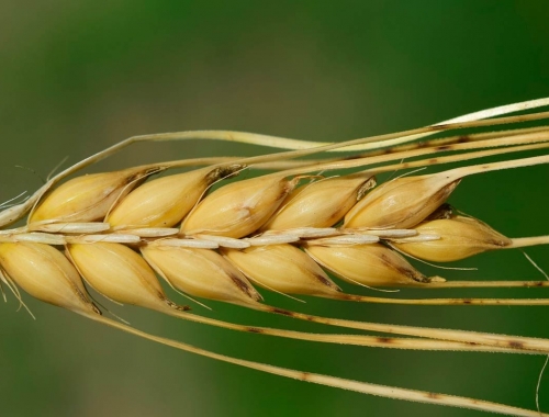 Heladas tardías ponen en alerta a la cebada, pero se mantiene la proyección de una buena campaña