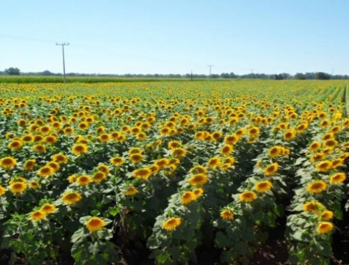 La siembra de girasol 2025/26 alcanza el 63% del área prevista y muestra un estado óptimo en la mayor parte del país