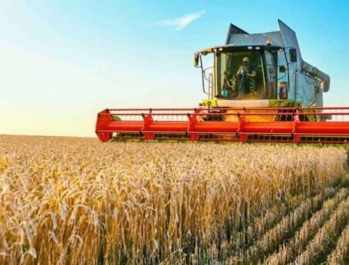 La cosecha de trigo 2025/26 cubre el 8,4% del área y mantiene la proyección de 22 millones de toneladas