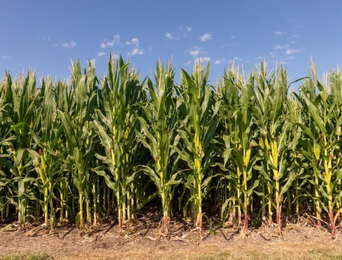 Escenario cómo viene el negocio para la campaña de granos gruesos 2025/26