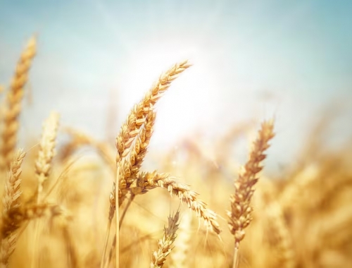 Tensión polémica por un cambio en la forma de pago del trigo aplicada por los exportadores