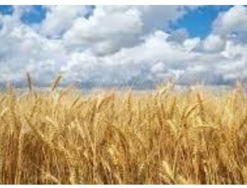 Atrasos críticos en la siembra de soja 1 millón de hectáreas pendientes y la ventana óptima a punto de cerrarse