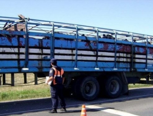 Los matarifes denunciaron un aumento de más del 120% en las guías de traslado de Cañuelas en lo que va del año, que podría trasladarse al precio de la carne