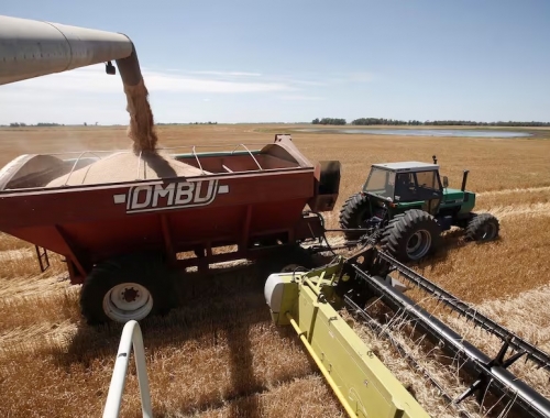 Nunca visto se cosecharán 25,5 millones de toneladas de trigo y llegará un 21% más de dólares: US$3572 millones