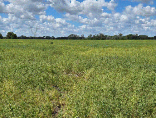 Combinación mortífera las dos variables que llevaron a la “debacle” a una joya de la exportación