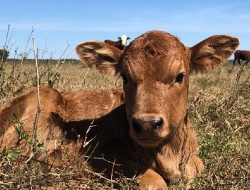Al final, se viene en 2026 el proceso de retención bovina. Una encuesta releva qué se puede esperar al respecto