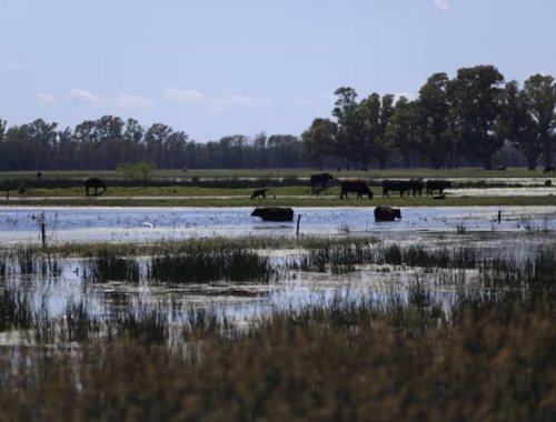 Desastre productivo el partido de 9 de Julio perdió casi la mitad de su área y US$113,9 millones