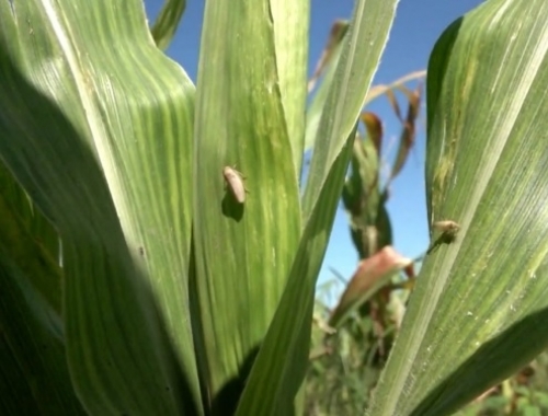 El maíz temprano superó la prueba de fuego. Confirman que el 90% del cultivo ya está a salvo de la chicharrita, pero lanzan advertencias para Corrientes y el norte