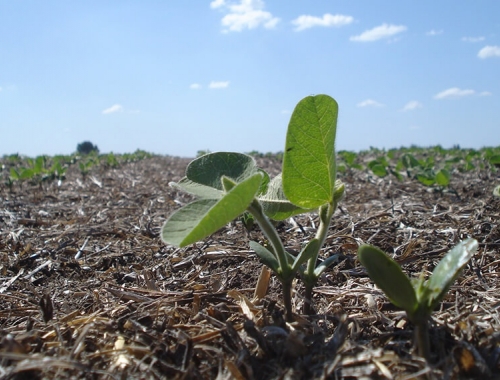 La siembra de soja acelera y ya cubre el 58,6% del área prevista el 97% presenta buen estado