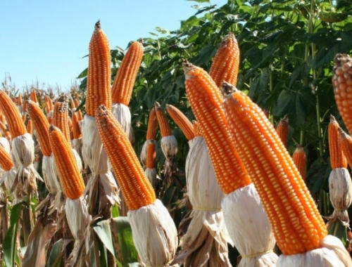 Maíz 2025/26 la cosecha temprana récord anticipa un colapso logístico y presiona los precios