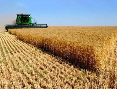 Trigo 2025/26 la campaña arranca con exportaciones récord y embarques históricos en diciembre