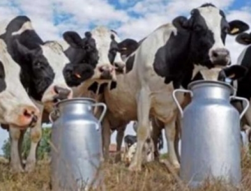 La lechería se recuperó en 2025, pero hay señales de alerta para 2026