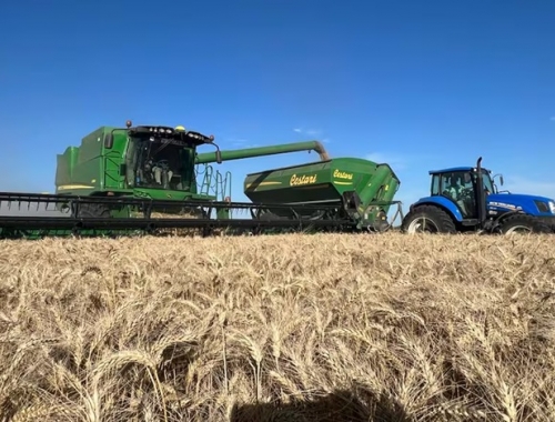 Contraste a la mejor campaña de la historia del trigo le faltará la frutilla del postre