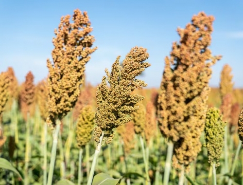 Sorpresa un cultivo argentino con un nuevo uso le ganó una batalla a Estados Unidos en China
