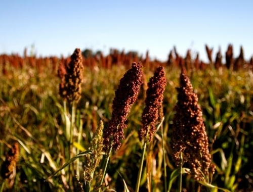 La siembra de sorgo granífero ya cubre el 67,9 % del área y avanza con realidades contrastantes según la región