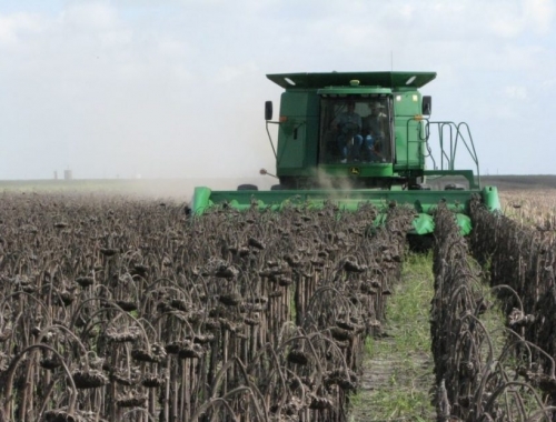 Avanza lentamente la cosecha de girasol rindes destacados en el NEA y alerta por falta de lluvias en el sur