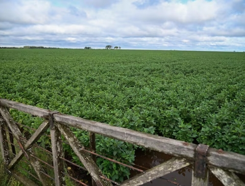 Un balance positivo del 2025 y un 2026 promisorio