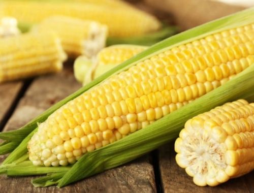 En un futuro no muy lejano, un sorprendente trabajo científico permitirá crear maíces más fuertes