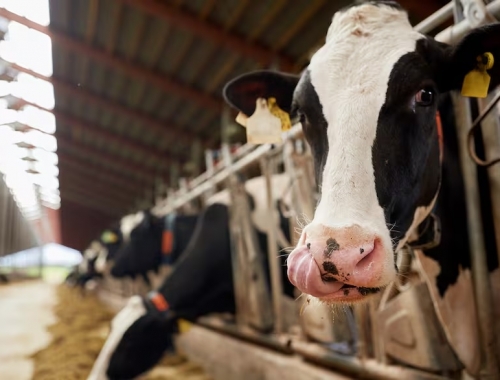 El dato sobre las vacas lecheras que sorprendió a los expertos y qué pasa con los tambos