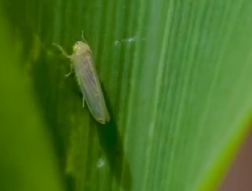 La chicharrita partida al medio. Mientras en la zona central del país no se registra la plaga, los expertos recomiendan extremar los monitoreos en NOA y NEA