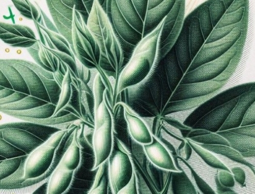 Las retenciones cambiarias se licuaron pero no desaparecieron. Cómo impactan en los precios de la soja.