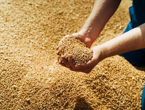 Récord histórico de cebada: finaliza la cosecha 2025/26 con la mejor producción de los últimos 10 años