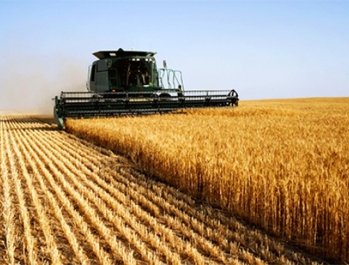 La cosecha de trigo entra en su etapa final: ya cubre el 98,5 % del área y el rinde nacional promedia 43,4 qq/ha