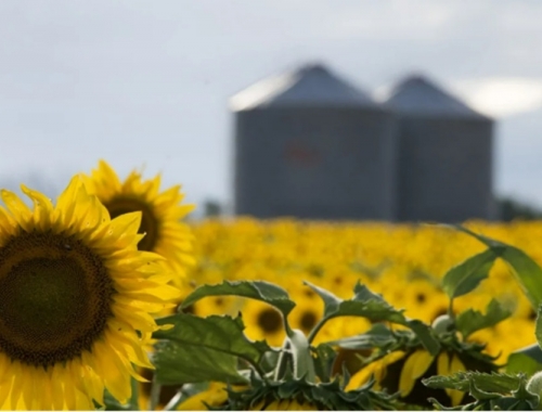 Comenzó la cosecha de girasol: avanza al 11,1 % y muestra rindes por encima del promedio, pero preocupa la falta de lluvias