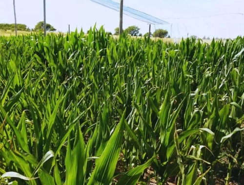 La siembra de maíz alcanza el 89,1 % del área nacional, con demoras interanuales y alertas por falta de lluvias