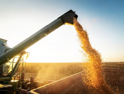 Recomiendan cubrir los precios del maíz, ante perspectivas de una gran producción mundial