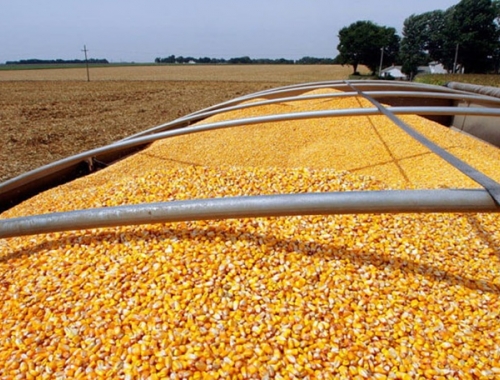 El maíz en Córdoba tiene buenos márgenes El maíz argentino mantiene precios por encima de los valores 