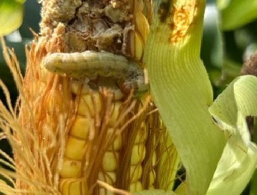 Salió el REM de Aapresid y muestra el quiebre de resistencia de la última línea de defensa biotecnológica del maíz