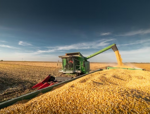 El informe del USDA sacudió a Chicago: se desplomó el maíz y bajó fuerte la soja