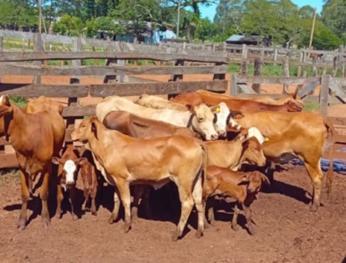 Total impunidad. Corrientes endurece la lucha contra el abigeato tras una ola de robos de hacienda