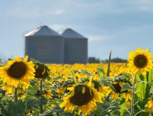 Los precios del girasol en plena cosecha norteña se mantienen firmes y el cultivo 