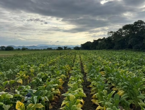 Fue como si se hubiese roto una represa el duro relato de un productor que salvó su vida por poco en una feroz tormenta en Salta