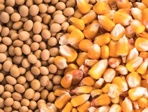 Señales alentadoras en el campo la soja y el maíz recuperan poder de compra y renuevan expectativas