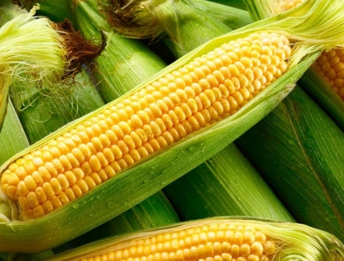 Vuelven a subir la proyección de maíz y el récord de cosecha es aún mayor