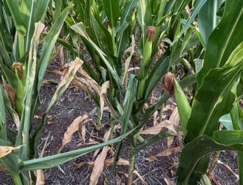 Mientras se habla de un récord nacional con el maíz, en el sur cordobés falta agua y el cereal pierde rinde