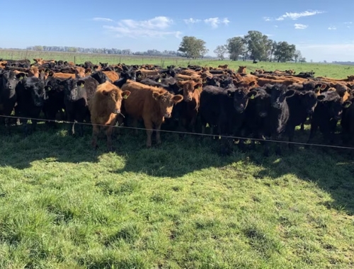 Los precios de la invernada se tomaron un respiro en los últimos días